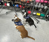 iWire Dog Bandana