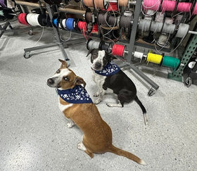 iWire Dog Bandana