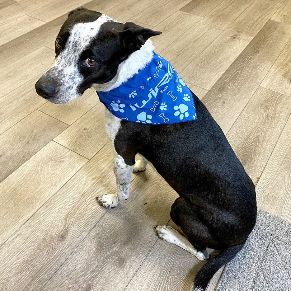 Subaru dog hot sale bandana