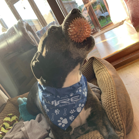iWire Dog Bandana iWire Subaru Wiring Solutions